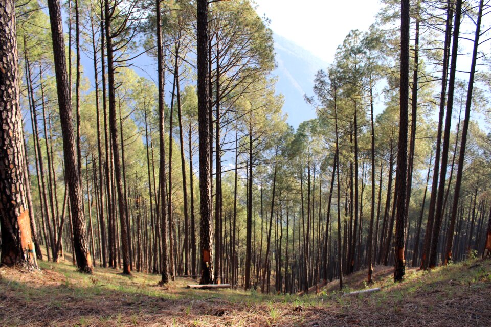 Rural natural forest