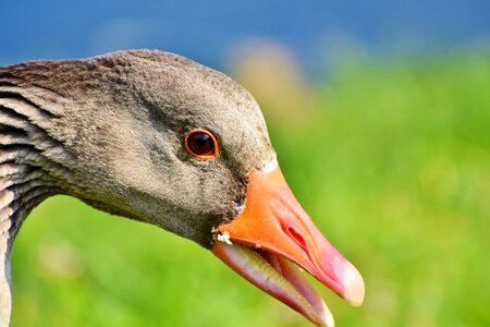 Water bird poultry wild bird photo