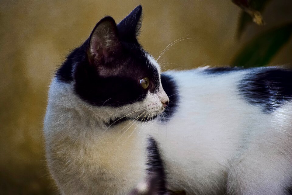 Animals portrait pets