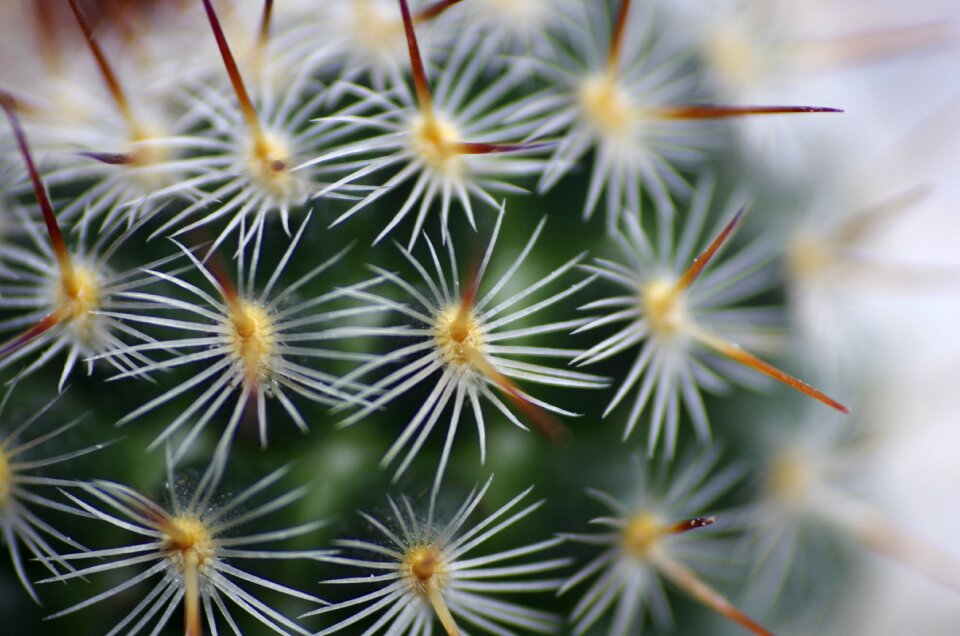 Thorns succulent cactaceae
