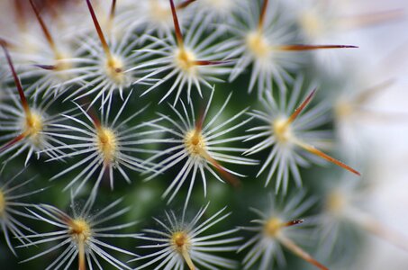 Thorns succulent cactaceae photo