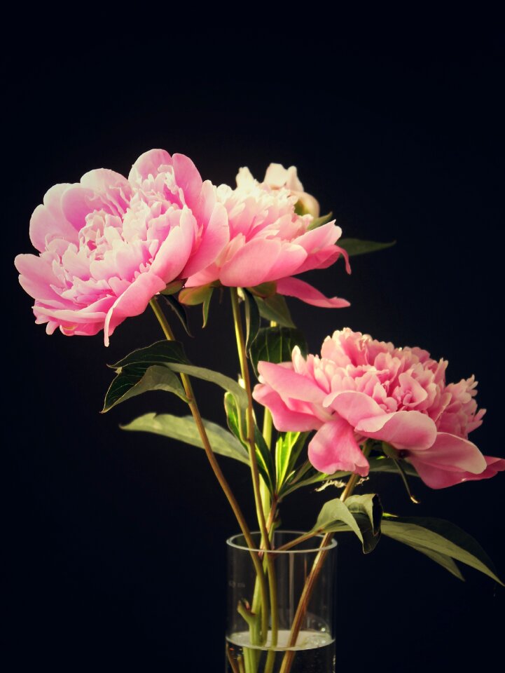 Black background noble beautiful