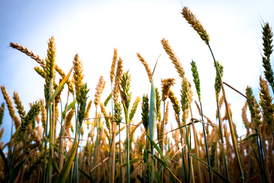 Meadow arable cereals