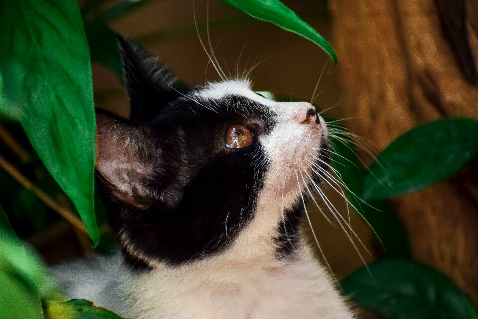 Animals portrait pets