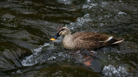 Nature wildlife you realize thousands