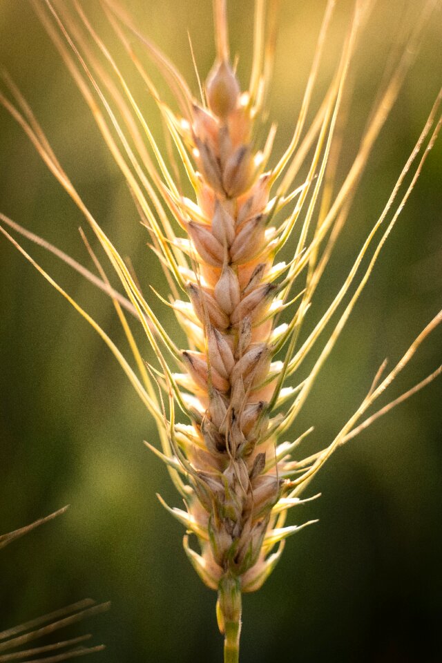 Sun backlighting macro