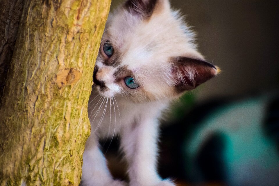 Animals portrait pets