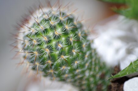 Cactus plant succulent photo