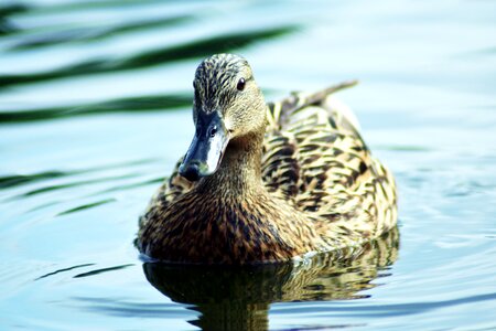 Duck nature bird photo