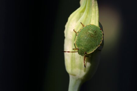 Animal bug onion blossom photo