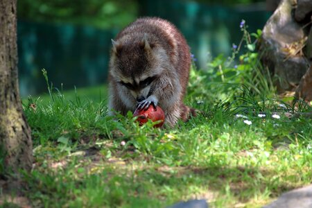 Animal nature mammal