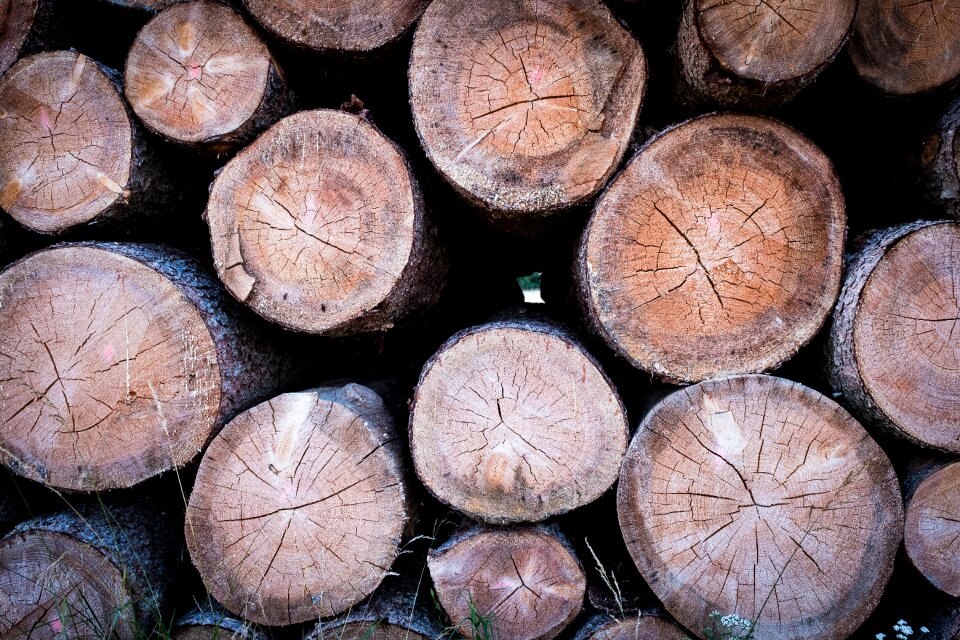 Strains forest tree
