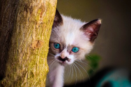 Animals portrait pets