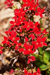 Nature garden decorative