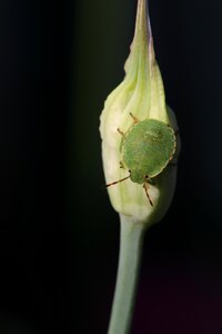 Animal bug onion blossom photo