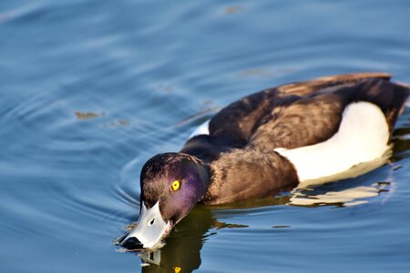 Bird ducky water bird photo