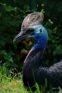 Animal animal world nature