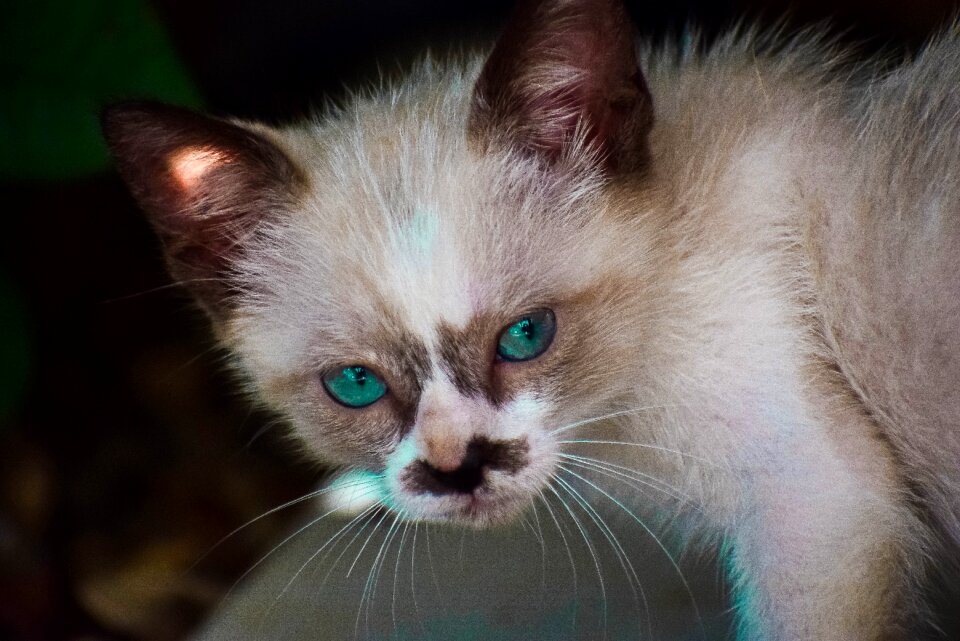 Animals portrait pets