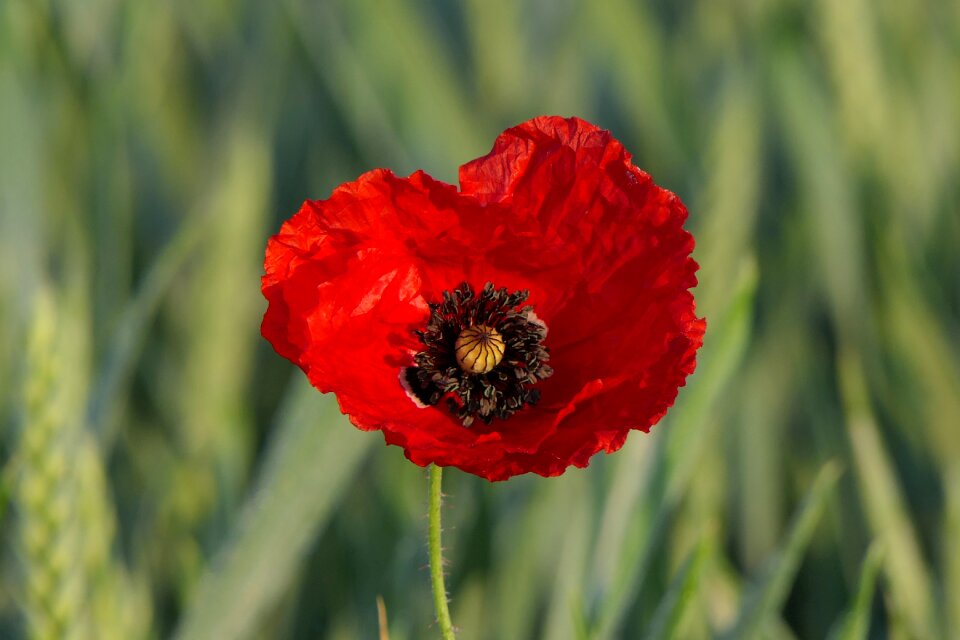 Cereals grain poppy
