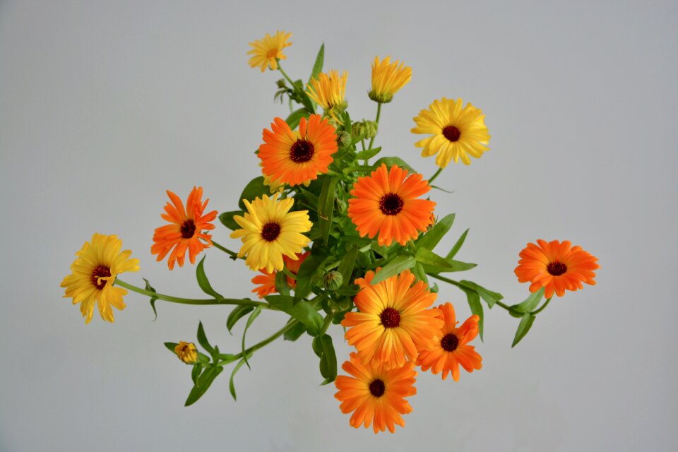 Nature garden massif offer
