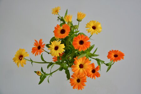 Nature garden massif offer
