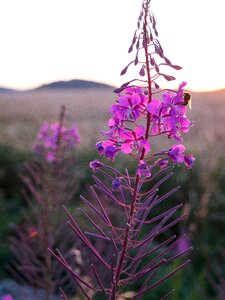 Black backlighting plant