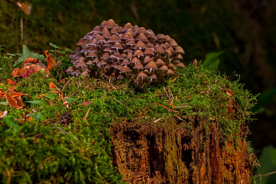 Agaric small mushroom forest mushrooms