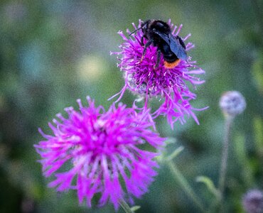 Nature flower honey bee