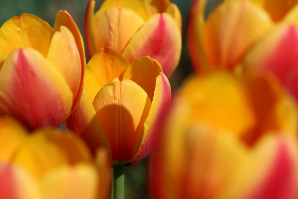 Red spring close up photo