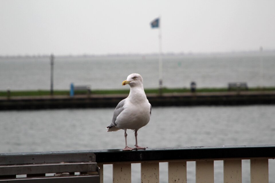 Nature animal freedom