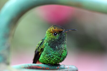 Hummingbird bird green