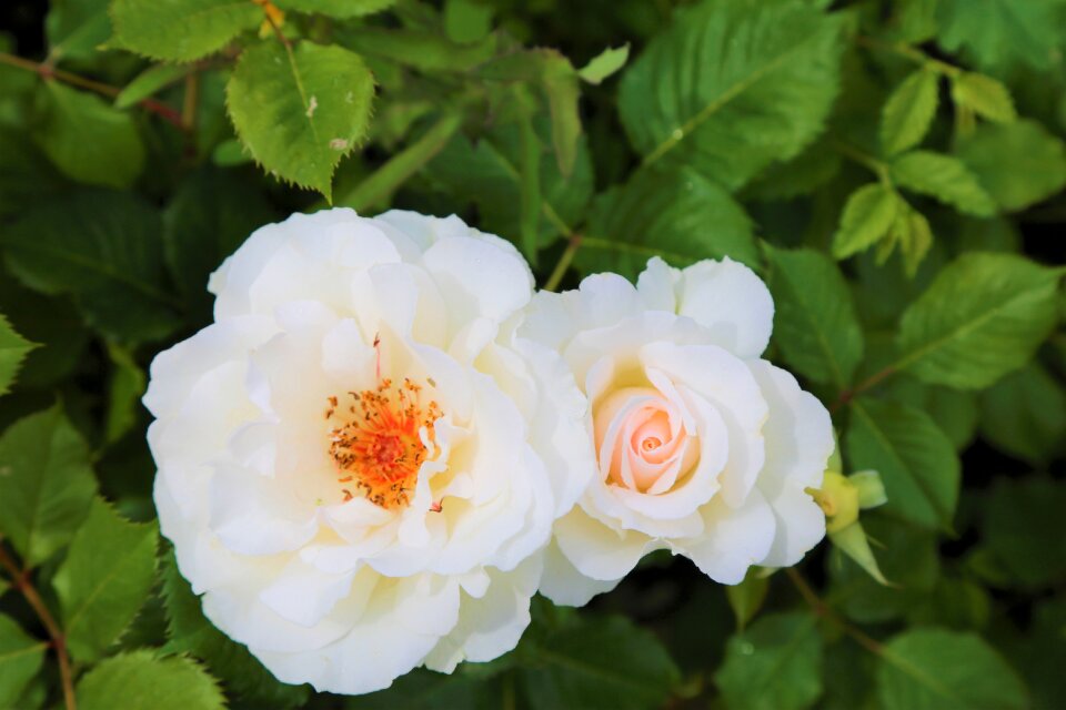 Rosewood the rose garden nature