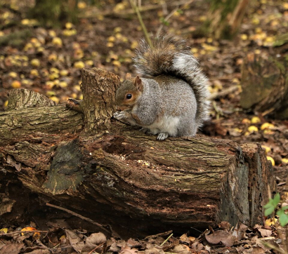Forest wildlife cute