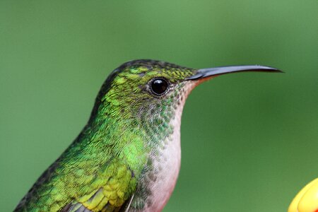 Hummingbird bird green