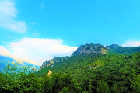 Forest green nature