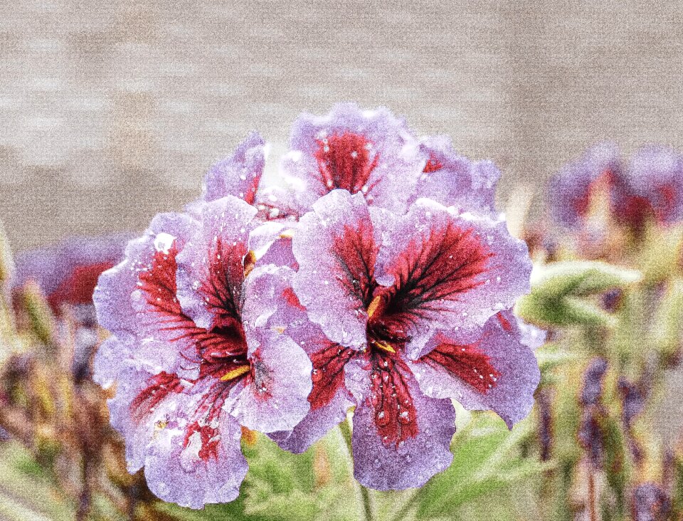 Garden bloom plant