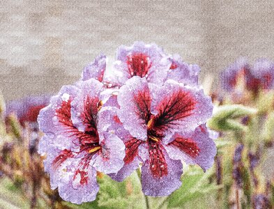 Garden bloom plant