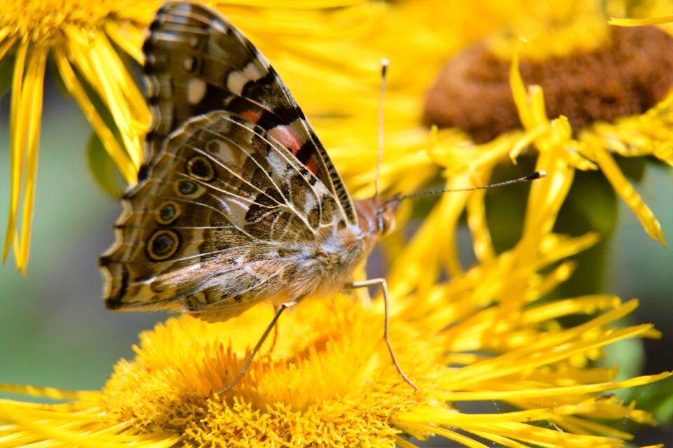 Yellow garden flora
