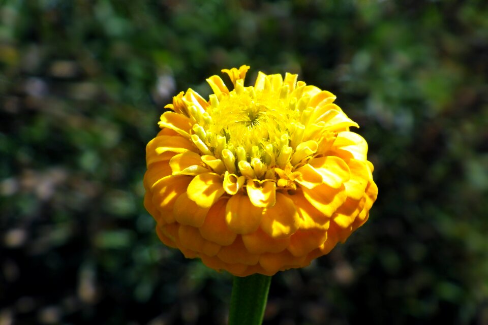 Nature summer macro