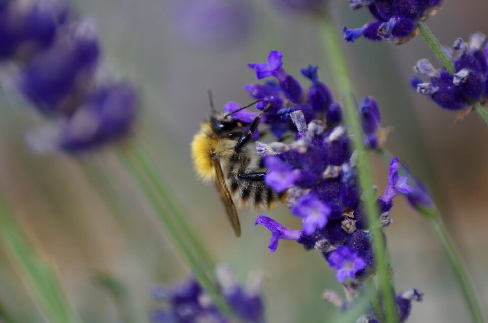 Nature bees insects