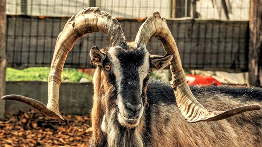 Alpine animal animal world