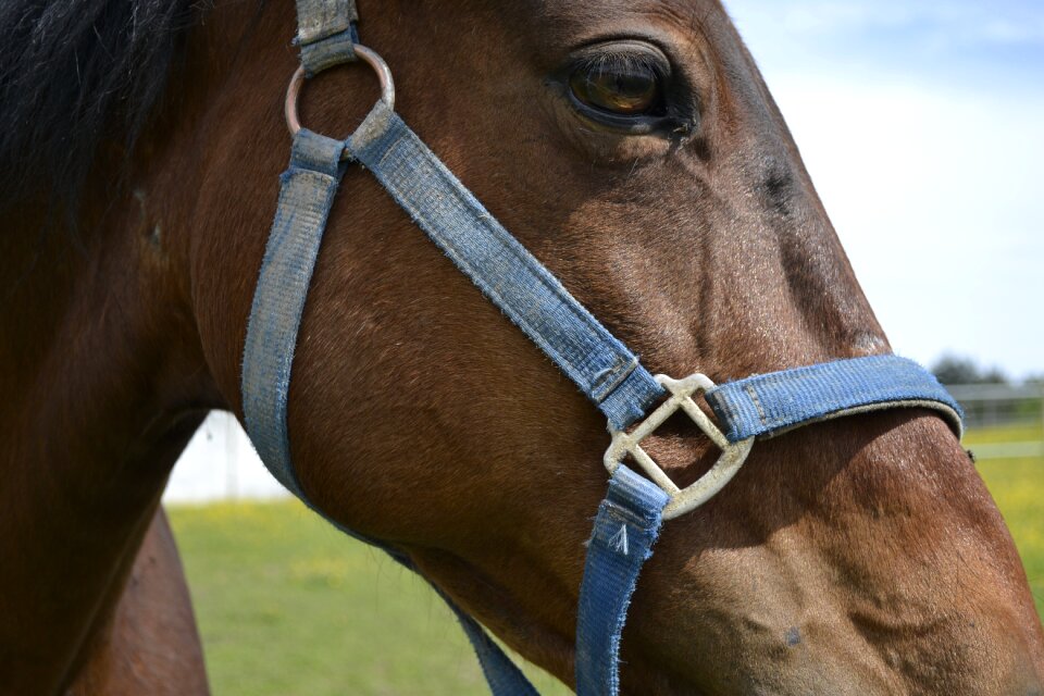 Cavalry portrait horse