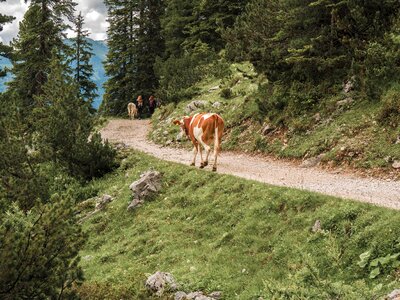 Cow nature mountains