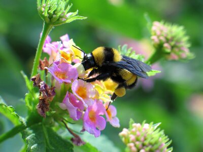 Honey flower pollen photo