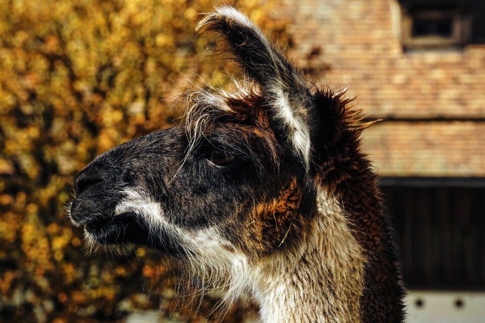 Head mammal animal world