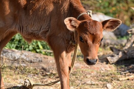 Calf cute brown