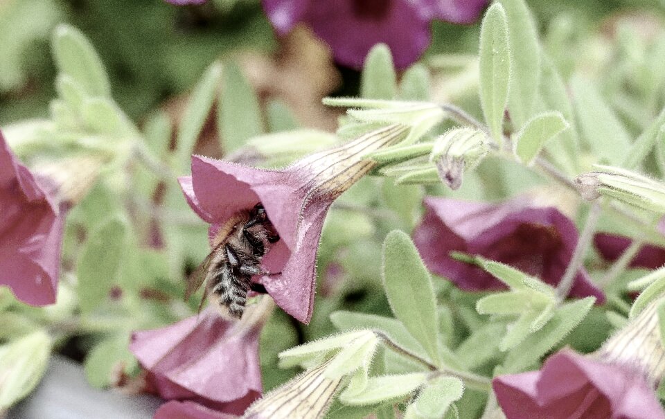 Plant flora petals