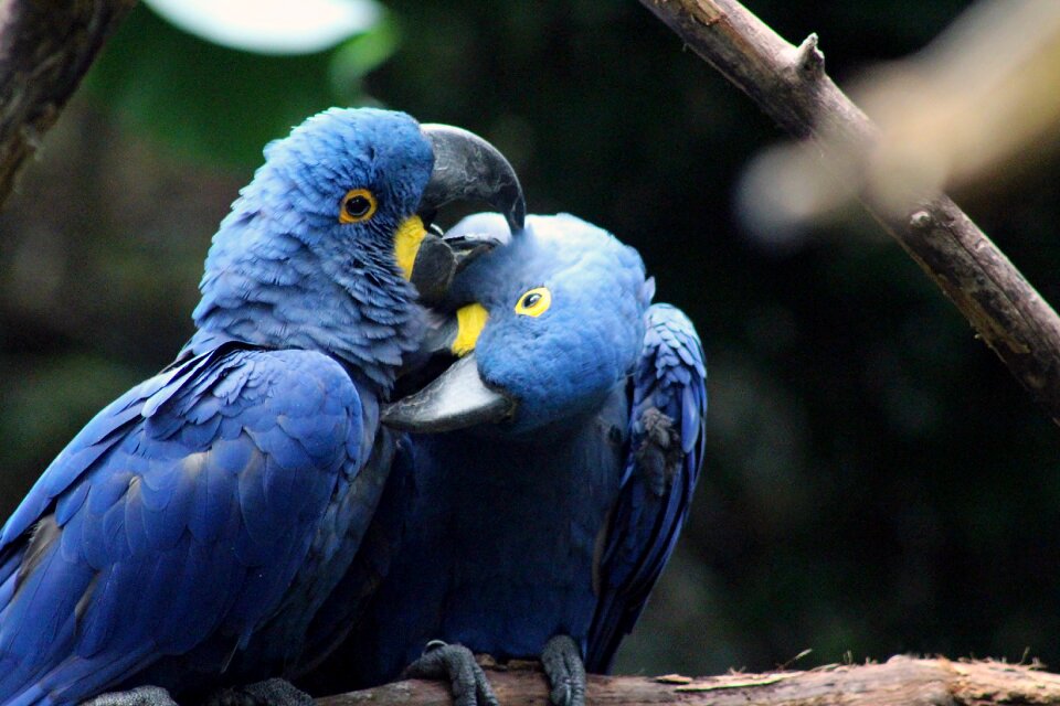 Parrot wildlife plumage