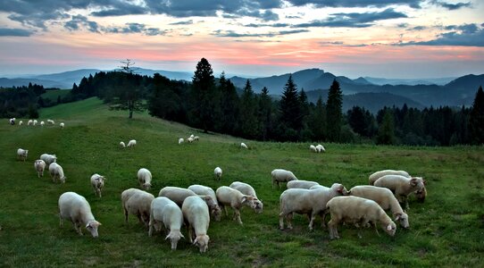 Grazing landscape sky photo