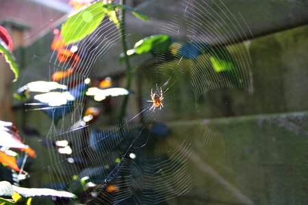 Pearl web spider